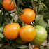 BIO Paradajka Mandaline - kolíková oranžová odroda