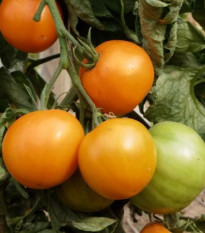 BIO Paradajka Mandaline - kolíková oranžová odroda