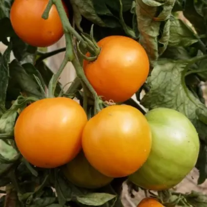 BIO Paradajka Mandaline - kolíková oranžová odroda