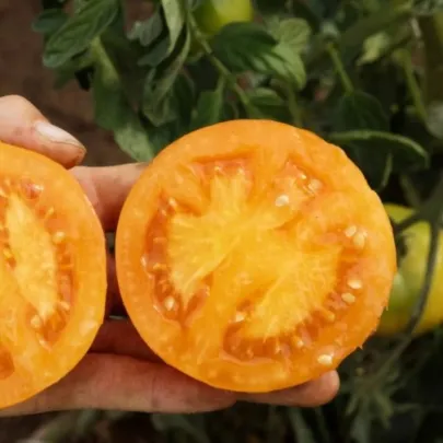 BIO Paradajka Mandaline - kolíková oranžová odroda