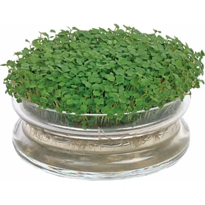 Bio súprava na klíčenie rukoly – Buzzy Organic – Pieterpik