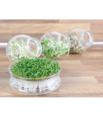 Bio nakličovacia miska s rukolou – Buzzy Organic – Pieterpik – 1 ks