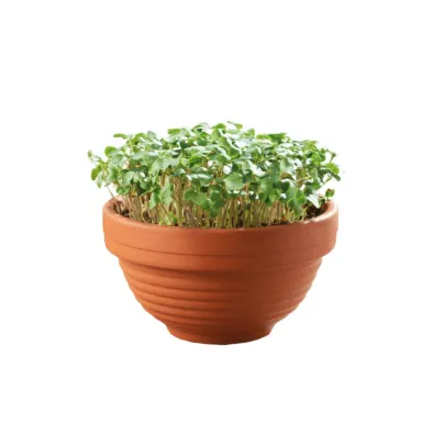 Microgreens kučeravý kel v terakotovej miske – Pieterpik