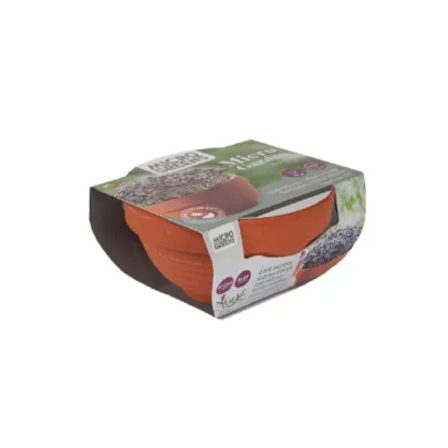 Microgreens Červená mizuna v terakotovej miske – Buzzy