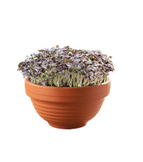 Microgreens – Červená mizuna v terakotovej miske – Buzzy – Pieterpik – 1 ks