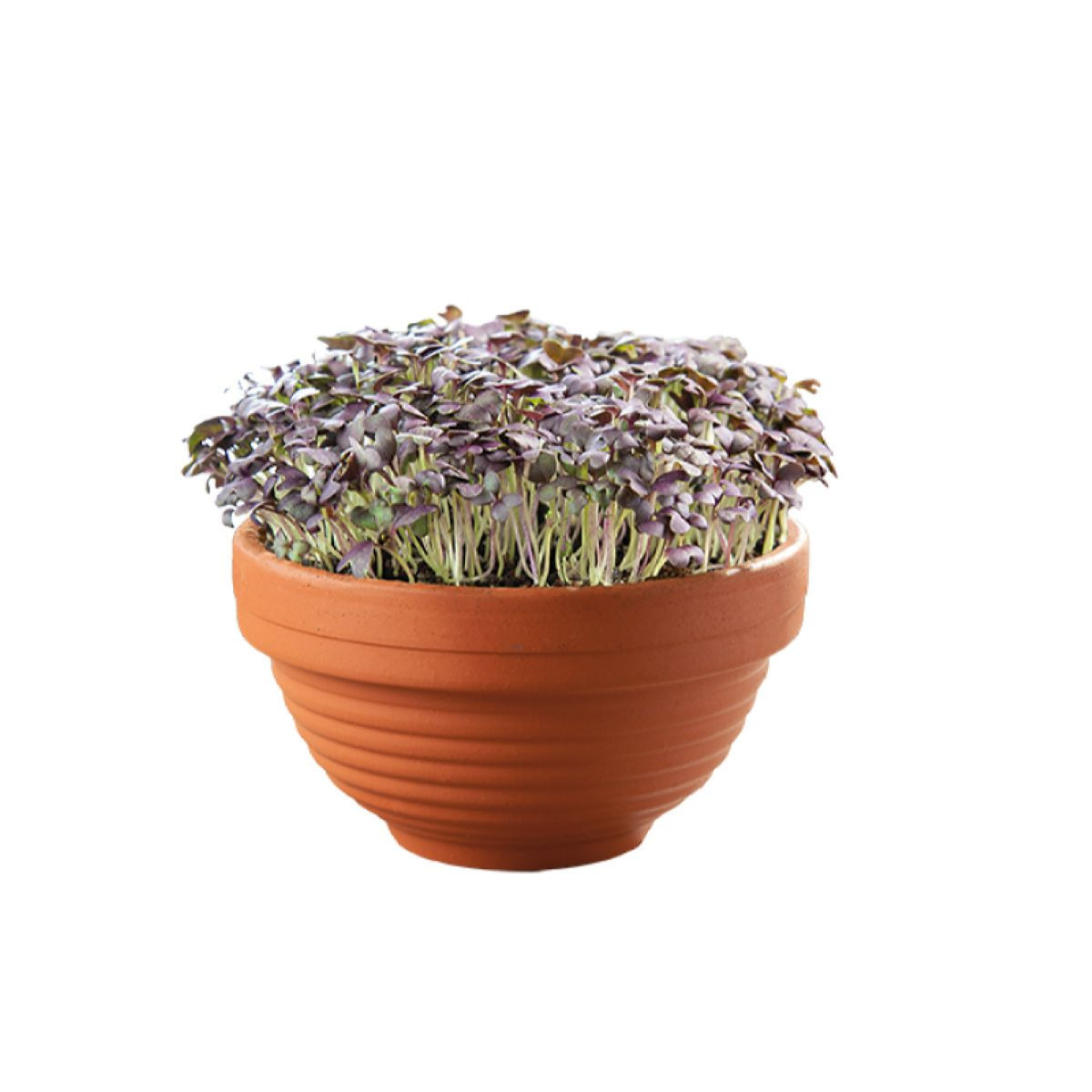 Microgreens Červená mizuna v terakotovej miske – Buzzy