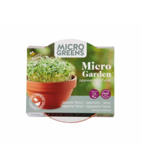 Microgreens Tatsoi v terakotovej miske – Buzzy – Pieterpik