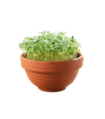 Microgreens – Tatosoi v terakotovej miske – Buzzy – Pieterpik – 1 ks