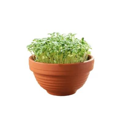 Microgreens Tatsoi v terakotovej miske – Buzzy – Pieterpik