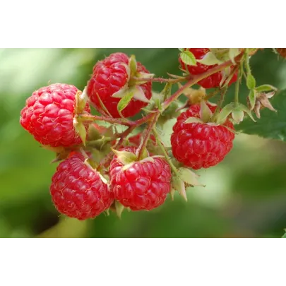 Ostružina Maliník - Rubus Leucodermis - semená - 5 ks
