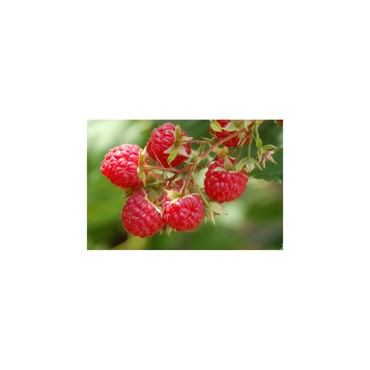 Ostružina Maliník - Rubus Leucodermis - semená - 5 ks