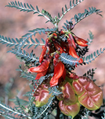 Africká bylina - Lessertia frutescens - semená - 4 ks