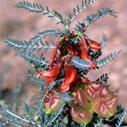 Africká bylina - Lessertia frutescens - semená - 4 ks