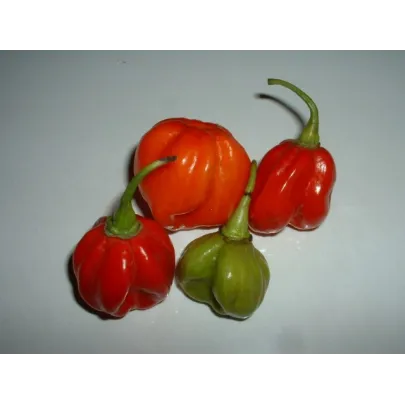 Chilli - Trinidad - Capsicum chinense - semená - 6 ks