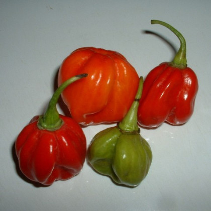 Chilli Trinidad – Capsicum chinense – semená