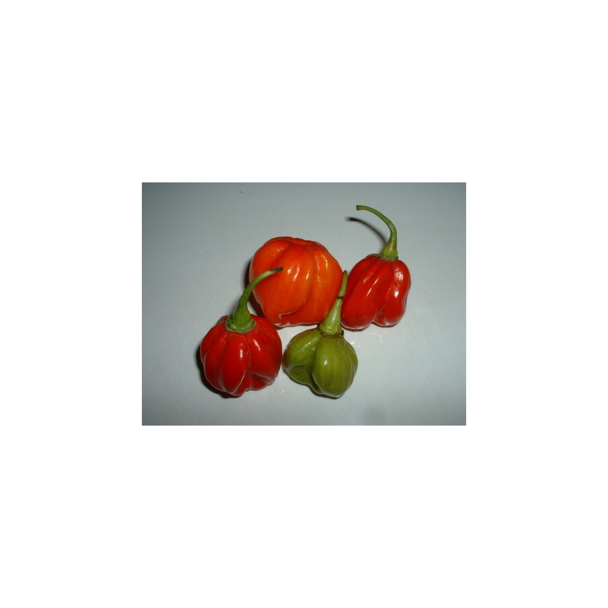 Chilli - Trinidad - Capsicum chinense - semená - 6 ks