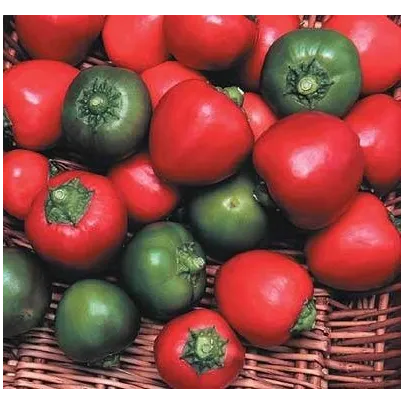 Chilli - Bomba v raji - semená - 6 ks