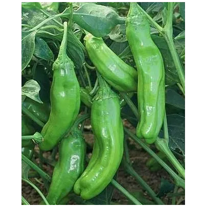 Chilli - Zlaté grécke feferónky - semená - 7 ks
