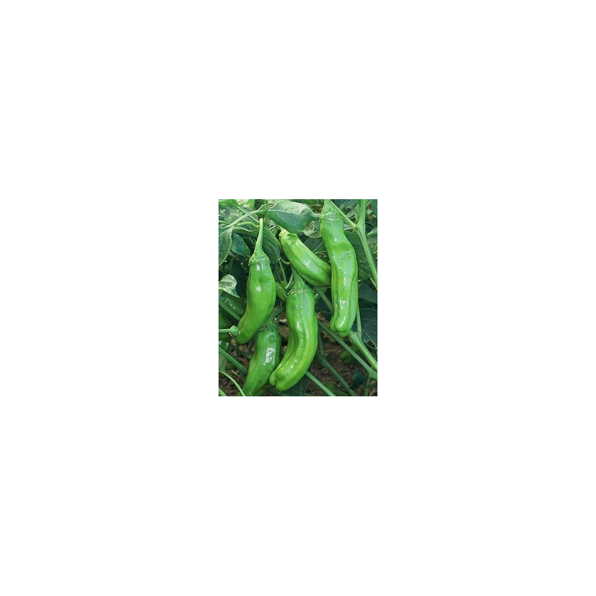 Chilli - Zlaté grécke feferónky - semená - 7 ks