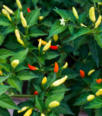 Chilli Tabasco - Capsicum frutescens - semená - 7 ks