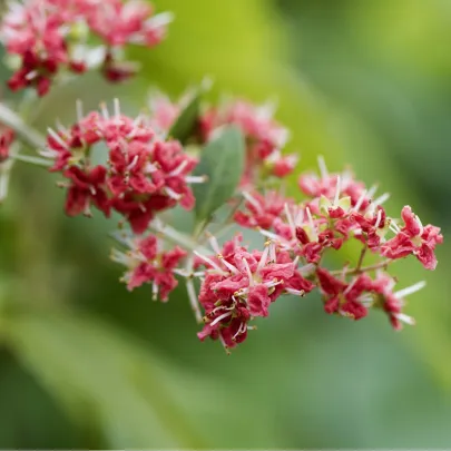 Henna - Lawsonia inermis - semená - 4 ks