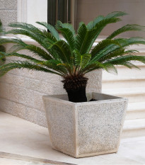 Cykas japonský - Cycas revoluta - semená - 2 ks
