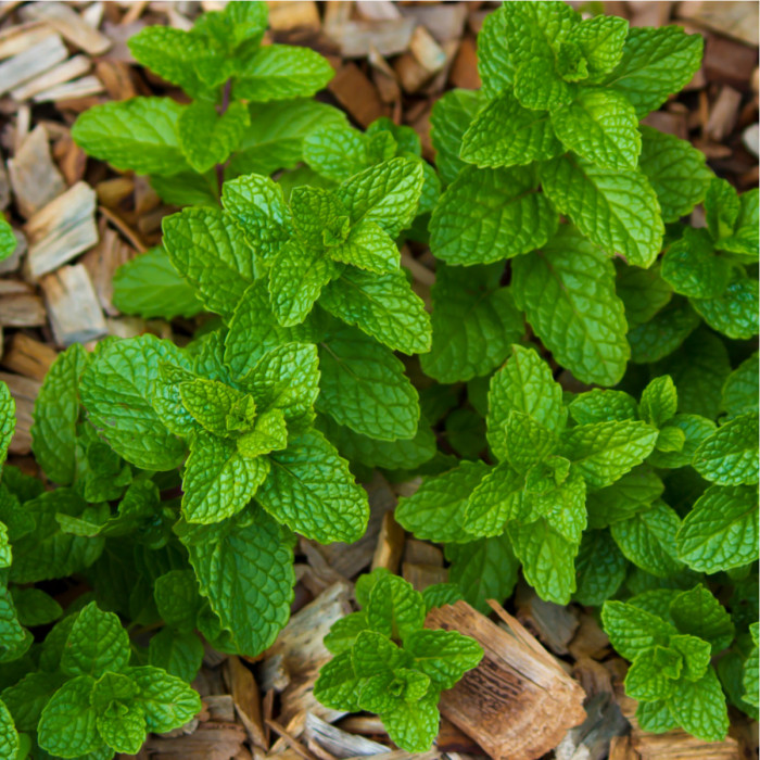 mäta prieporná, pestovanie mäty priepornej zo semien, mentha ...
