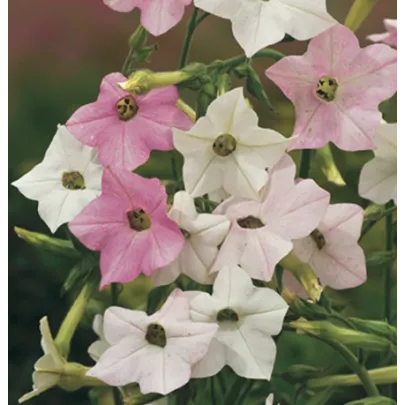 Tabak Mutabilis "Marshmallow"- Nicotiana mutabilis - semená - 200 ks
