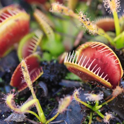 Mucholapka červená Redline - Dionaea - semená - 10 ks