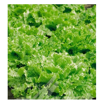 Šalát na česanie - Lactuca sativa - semená - 1 g