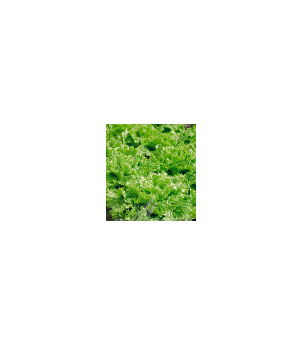 Salát k česání - semena Salátu - Lactusa sativa - 1 gr
