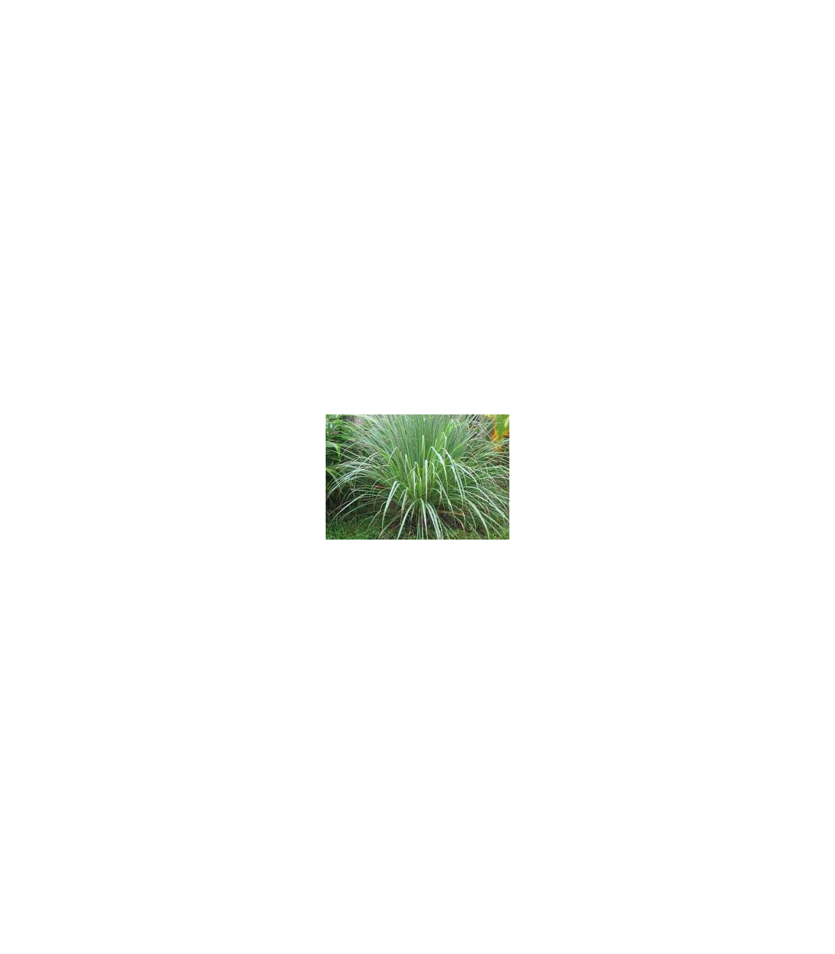 Citrónová tráva pravá - semena trávy - Cymbopogon winterianus - 20 ks
