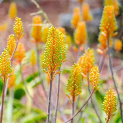 Aloe camperi - semená - 6 ks