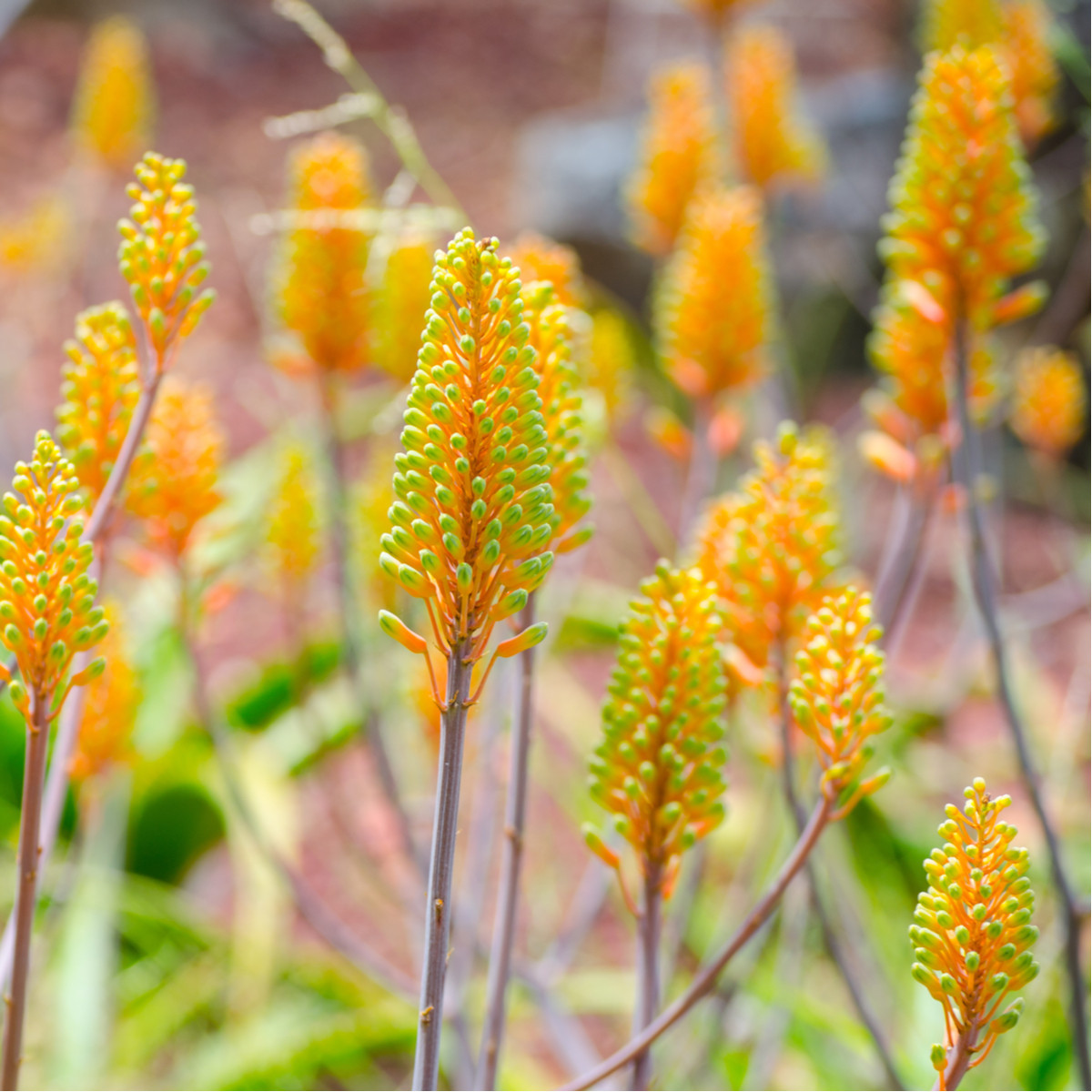 Aloe camperi - semená - 6 ks