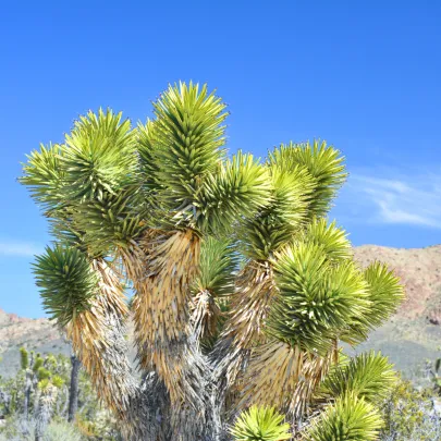 Joshua tree - Juka krátkolistá - Yucca brevifolia - semená - 20 ks