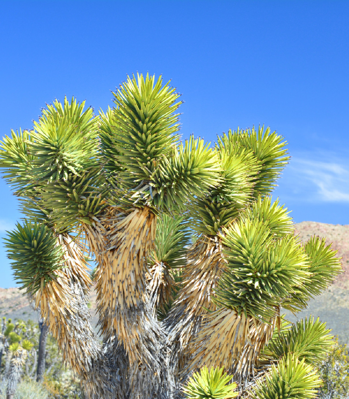 Joshua tree - Juka krátkolistá - Yucca brevifolia - semená - 6 ks