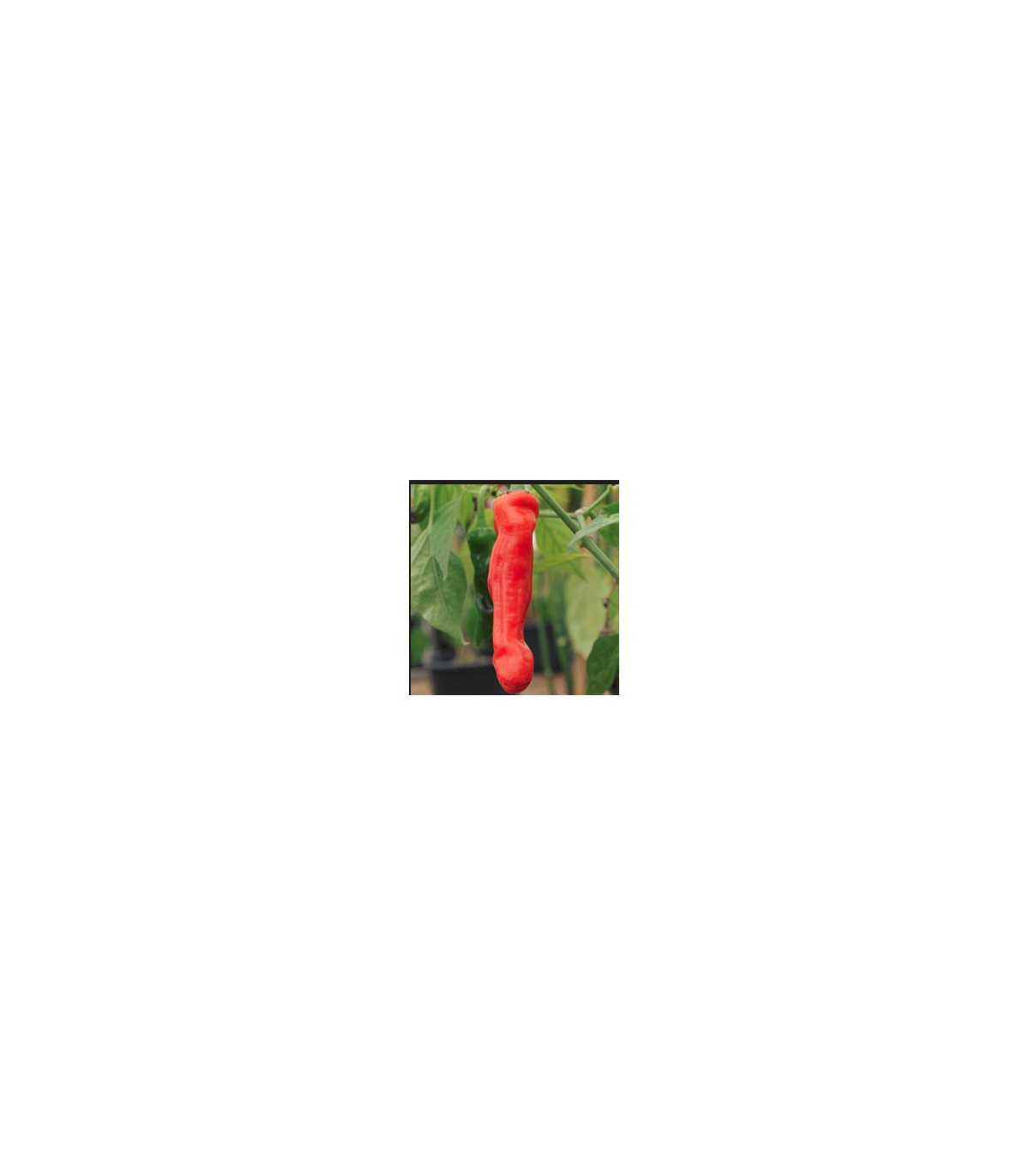 Semená chilli – Chilli Peter – Capsicum annuum