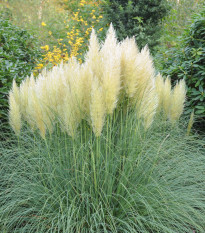 Pampová tráva strieborná - Cortaderia selloana - semená - 10 ks