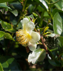 Čajovník čínsky - Camellia sinensis - semená - 5 ks
