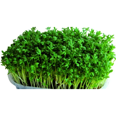 Veľkolistá žerucha - rastlina Lepidium sativum - osivo žeruchy - 1,5 g