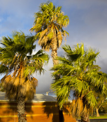 Palma Washingtonie vláknitá - semena mrazuvzdorné palmy - Washingtonia filifera - 3 ks