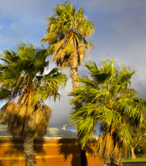 Palmovka papraďovitá Washingtonia - Washingtonia filifera - semená - 15 ks