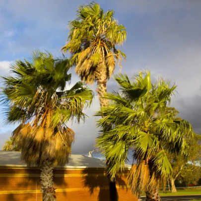 Palmovka papraďovitá Washingtonia - Washingtonia filifera - semená - 15 ks