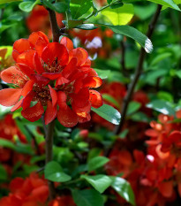 Dulovec japonský - Chaenomeles Japonica - semená - 10 ks