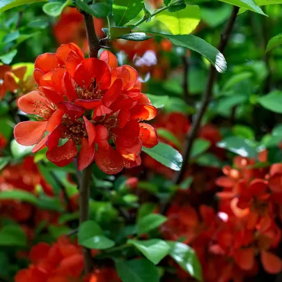 Dulovec japonský - Chaenomeles Japonica - semená - 10 ks