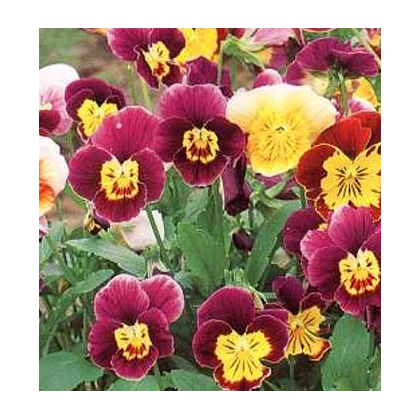 Fialka ostrohatá zmes Bambini - Viola cornuta - semená - 0,2 g