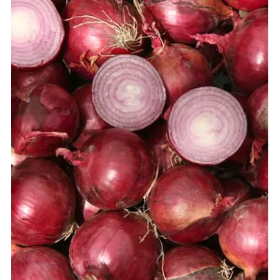 Cibuľa Grenada - Allium cepa - semená - 0,5 g