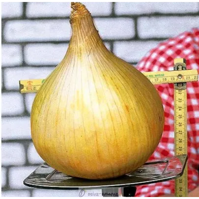 Cibuľa obrovská Kelsae - semená najväčšej cibule sveta - Allium cepa - 10 ks