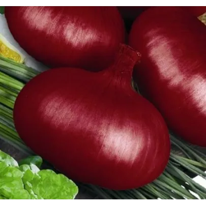 Cibuľa jarná kuchynská Brunswijker - Allium cepa - semená - 0,5 g