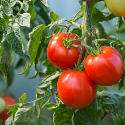 Paradajka kríčková Karkulka - semená paradajky - 20 ks